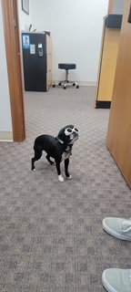 Roo the Reach Home Care Therapy Dog